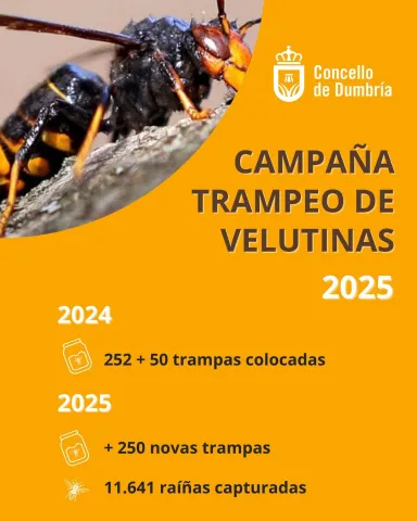 Campaña de trampeo da velutina no Concello de Dumbría